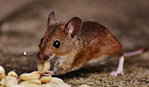24 Hour & Emergency Exterminators in Trabuco Cyn, CA